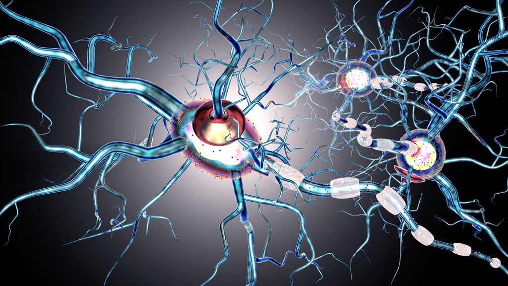 Multiple sclerosis nerve simulation. In MS, the sheath covering nerve fibers in the brain and spinal cord becomes damaged, slowing or blocking electrical signals from reaching the eyes, muscles and other parts of the body. (Getty Images)