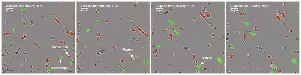 Cell fusion graphic