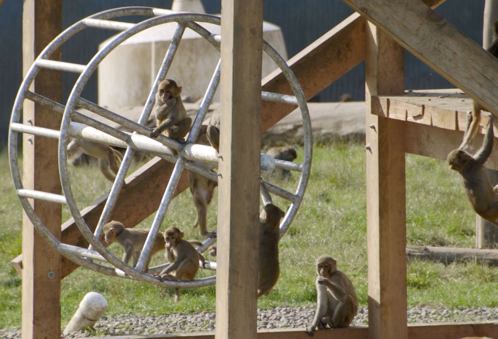 Approved rhesus photo