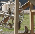 Approved rhesus photo
