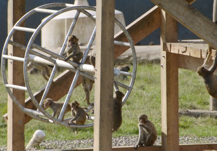 Approved rhesus photo
