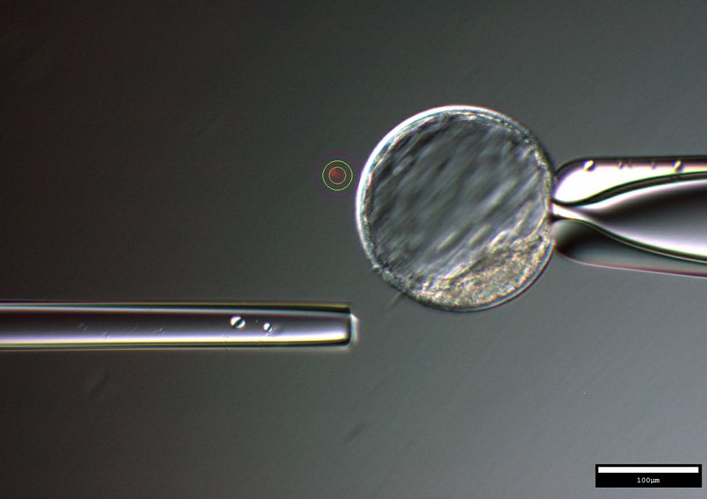 microscope image of a embryo having cells shaved off it