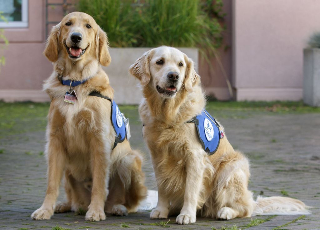 therapy dogs davis and hope sitting side by side outside