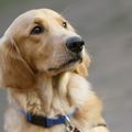 OHSU Doernbecher Children's Hospital therapy dogs 