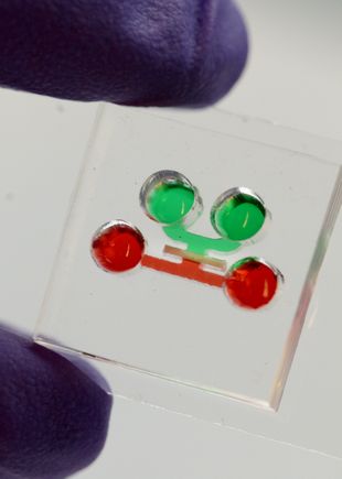 Tooth-on-a-chip