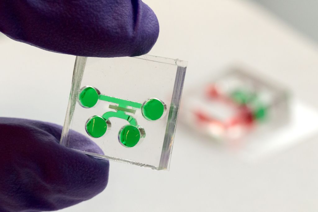 Tooth-on-a-chip