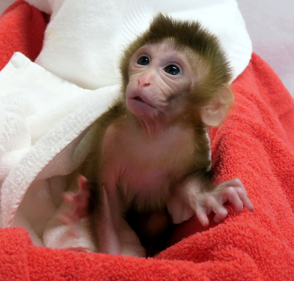 baby monkey in a blanket
