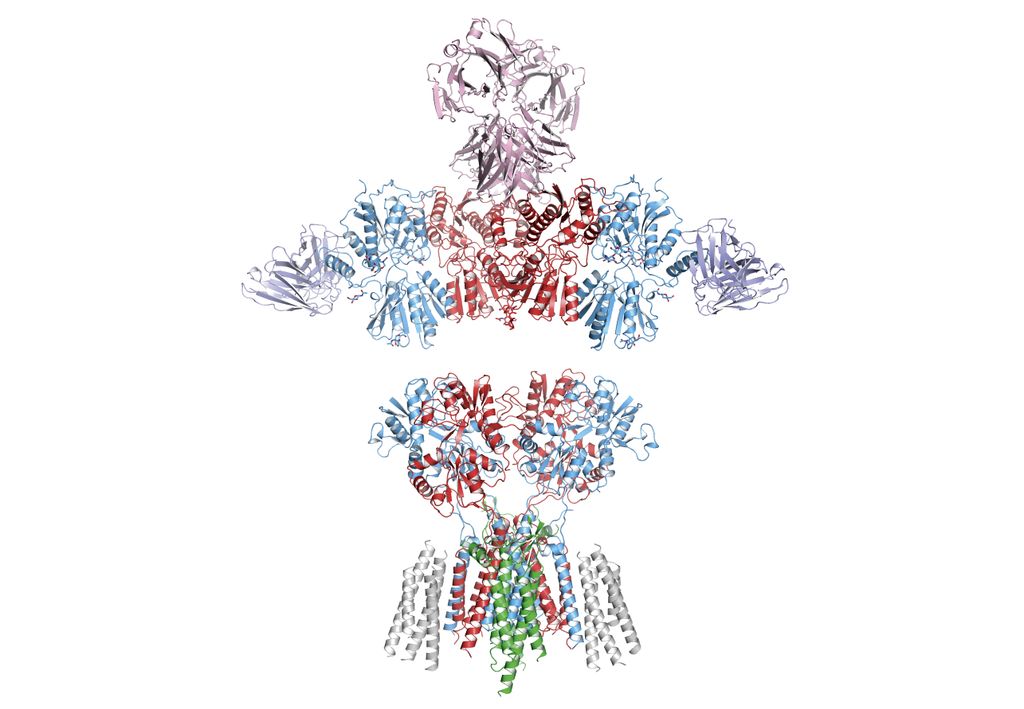 colorful image of swirling strands, representing a receptor structure
