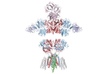 AMPA receptors