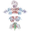 AMPA receptors