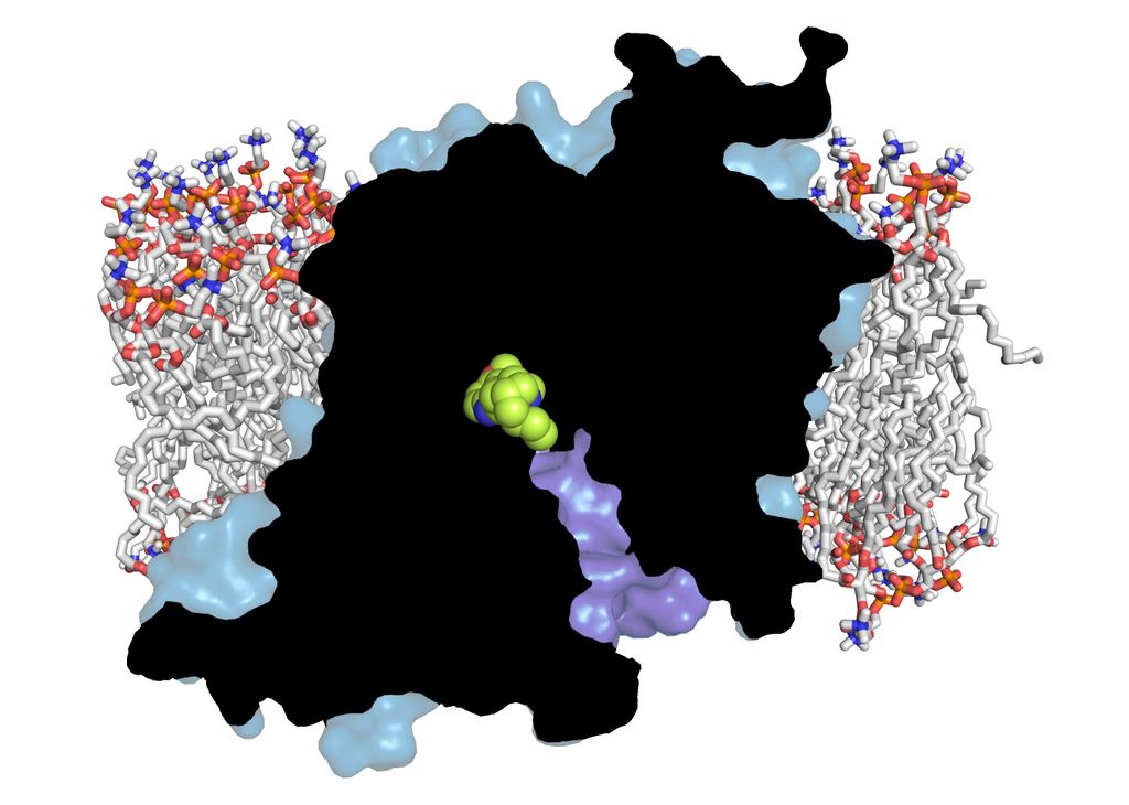 Seratonin structure
