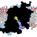 Serotonin structure