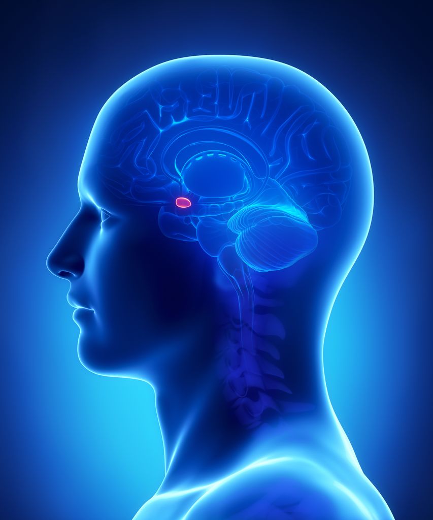 illustration of human head with amygdala