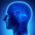 Study reveals amygdala’s role in complex decision-making