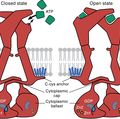Cardio P2X7  protein receptor