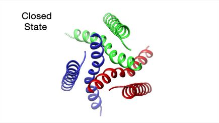 VIDEO DOWNLOAD: Cardio P2X7 protein receptor animation