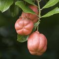 Ackee fruit