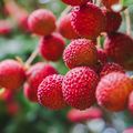 Lychee