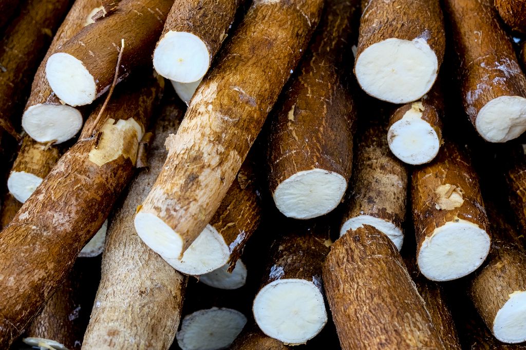 Cassava cut and on the ground. Cassava, also called manioc, yuca, balinghoy, mogo, mandioca, kamoteng kahoy, tapioca and manioc root, a woody shrub of the Euphorbiaceae family native to South America.&nbsp;(Getty Images)&nbsp;
