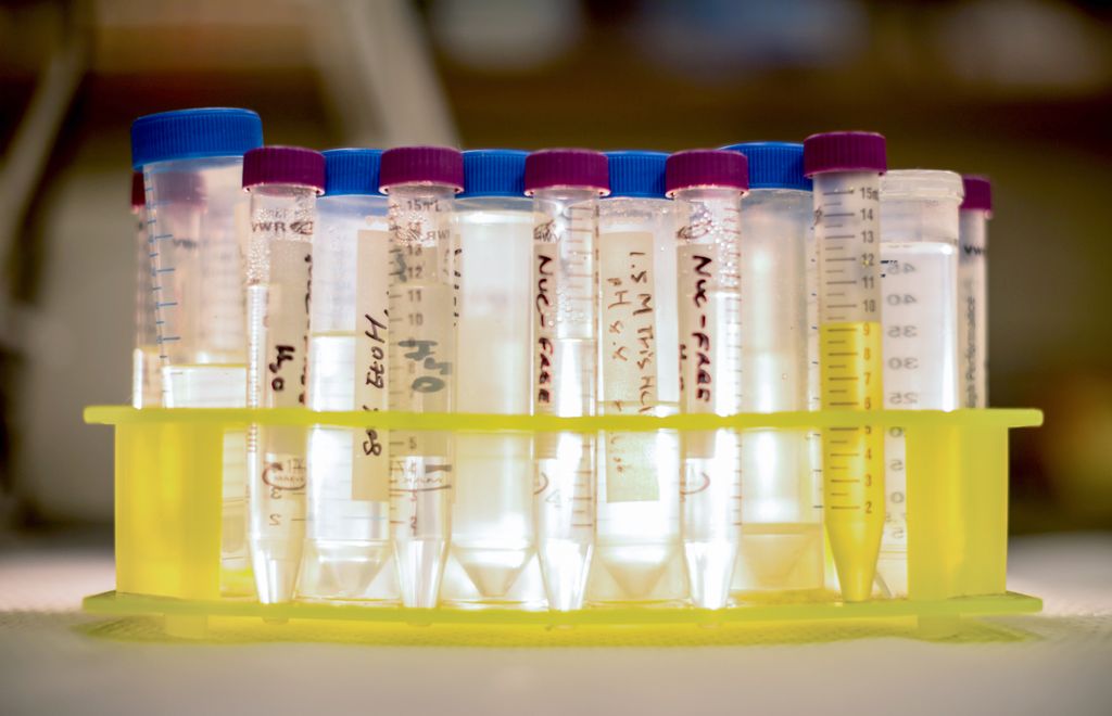 test tubes in a holder