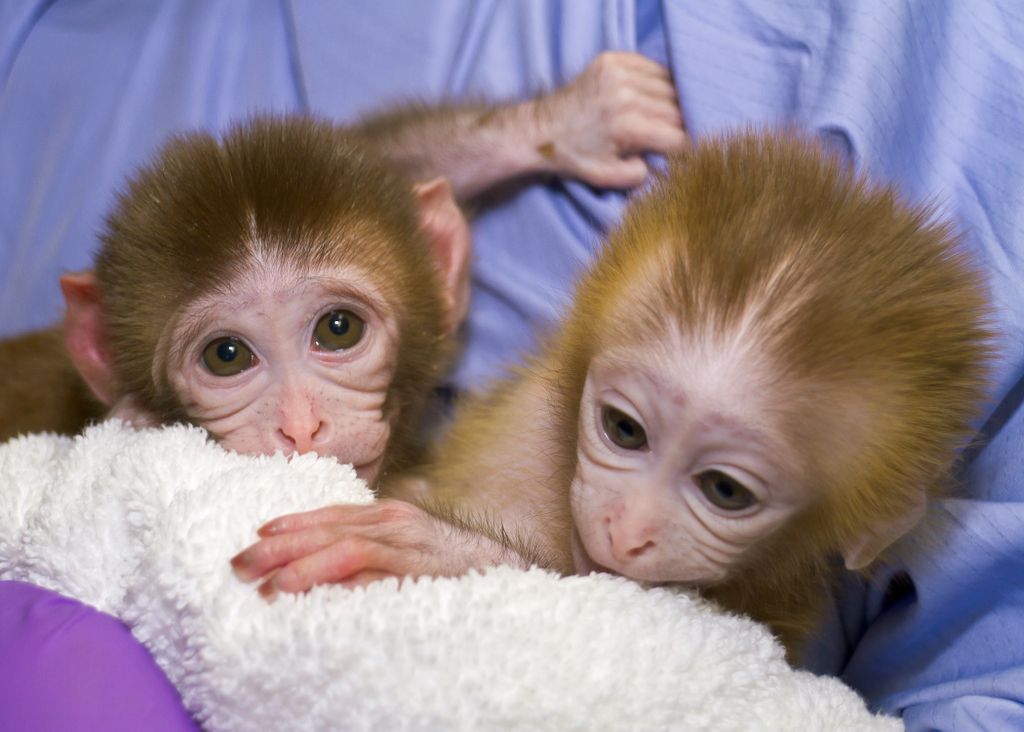 two infant monkeys, cuddling in a blanket