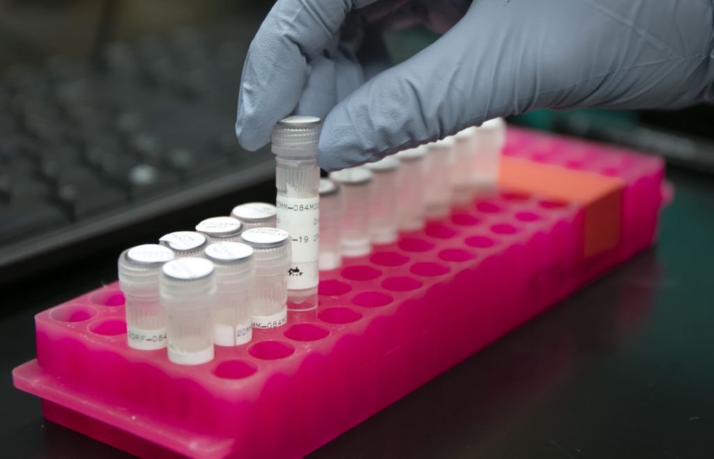 two rows of small vials in a pink holder, in a COVID testing lab