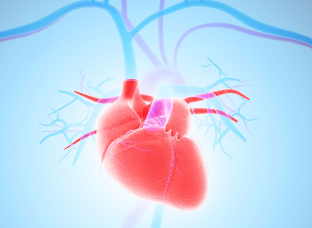 3D heart illustration