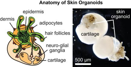 Hair stem cell