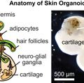 Hair stem cell