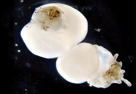 Hair Stem Cell PHOTO COVER