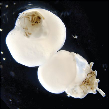 Hair Stem Cell