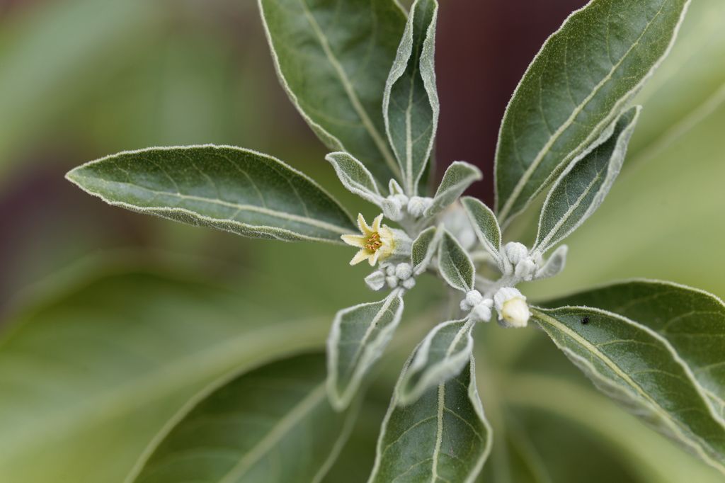 Ashwagandha (Withania somnifera), a plant with long, fuzzy leaves, and small flower buds in center