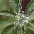 OHSU establishes research center for botanical dietary supplements