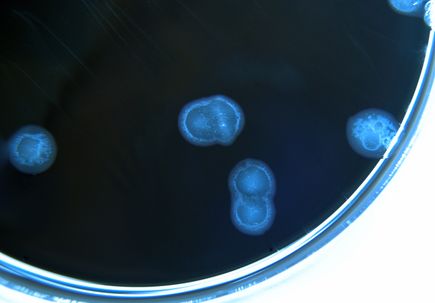 Campylobacter