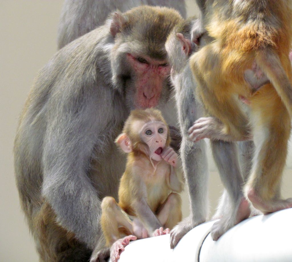 Infant rhesus