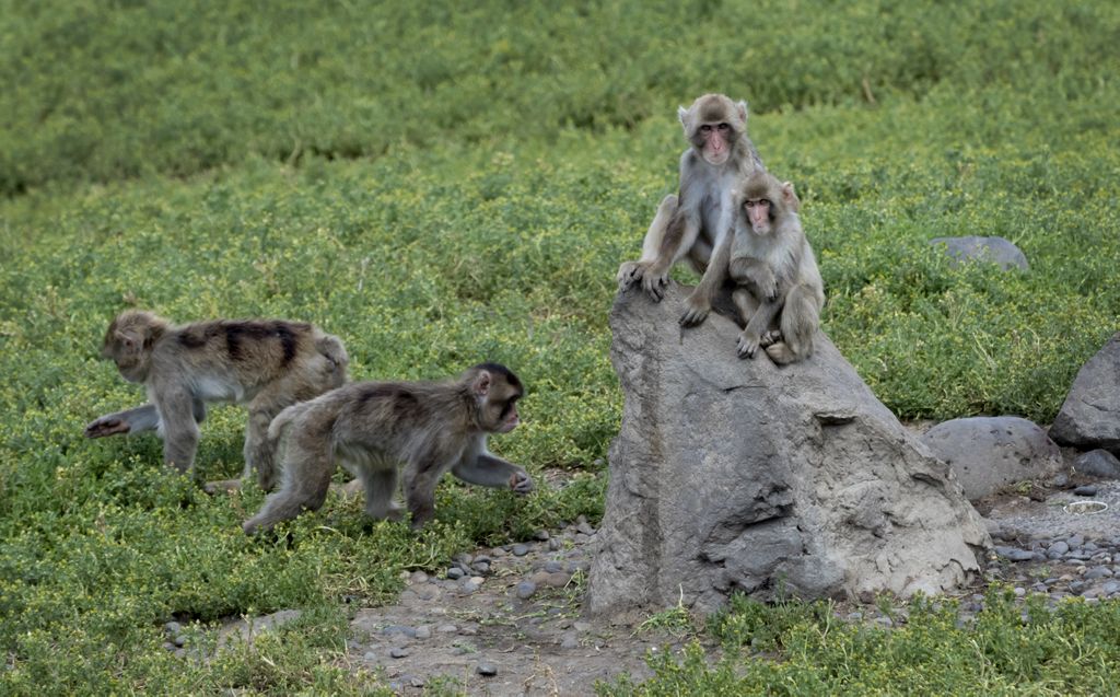 Japanese macaque