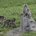 Primate center research videos: Study shows diet during pregnancy affects brain development, behavior