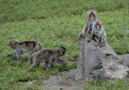 Japanese macaque