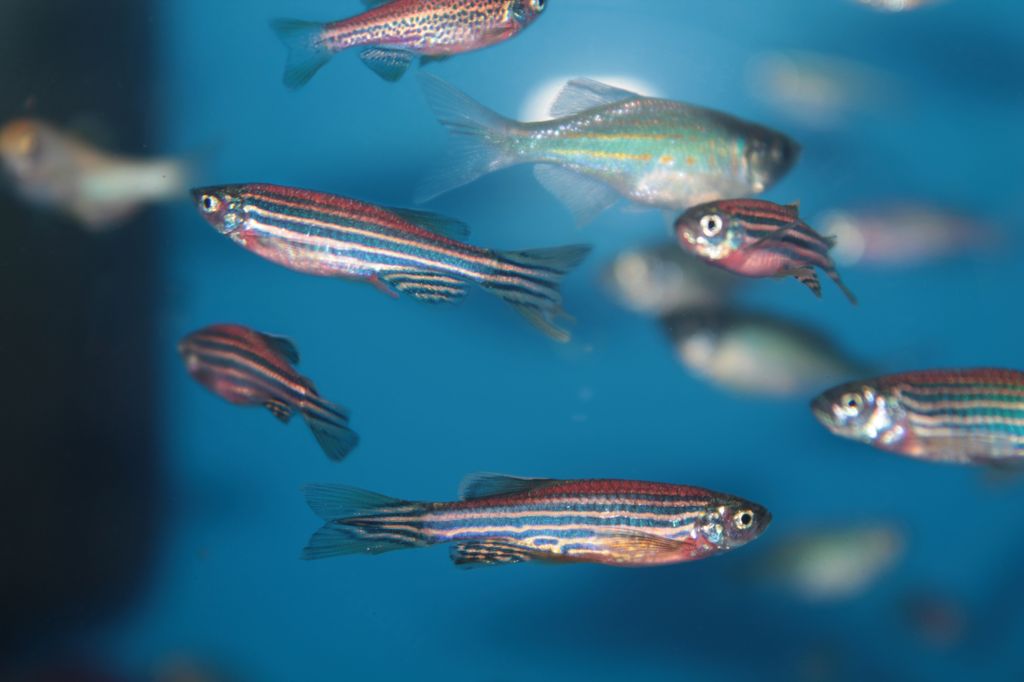 striped silver fish swimming in blue water