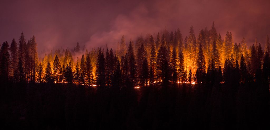evergreen tree skyline of a forest on fire, with an orange glow and purple, smoky sky