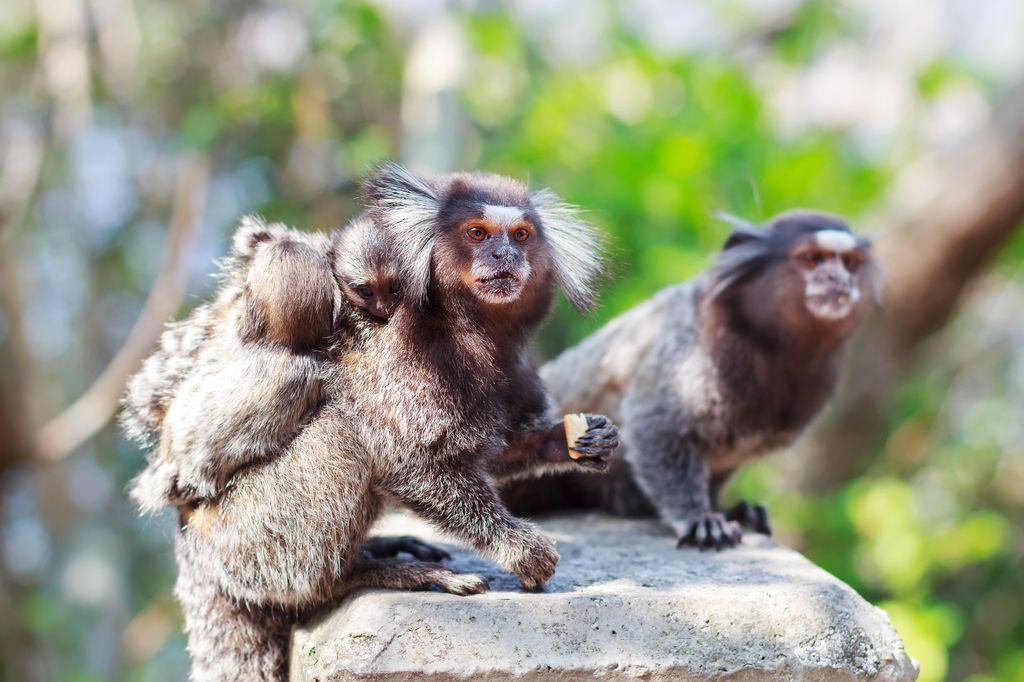 fuzzy koala-looking monkeys, with large tufts of hair coming out of their ears, baby on the back of one, looking at camera