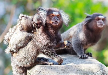 Marmoset