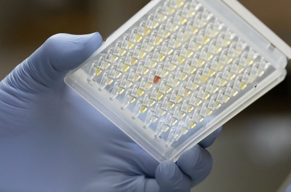A gloved hand holds a laboratory sample tray; most samples are pale yellow liquid, while one is amber.