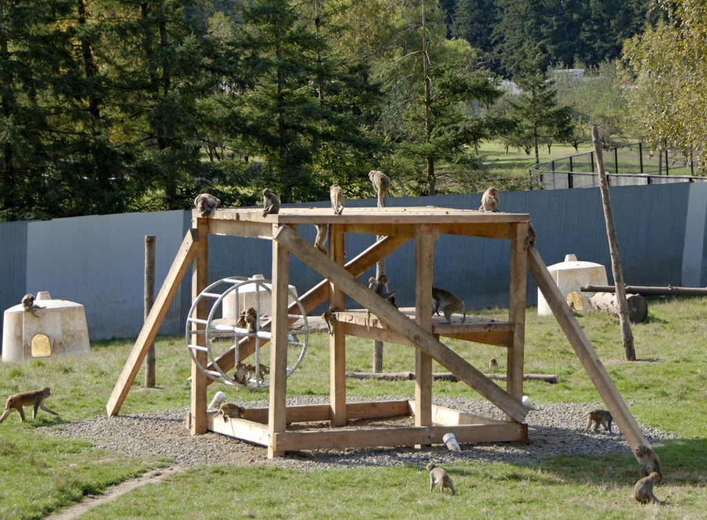 A group of Rhesus monkeys plays on a large wooden activity structure