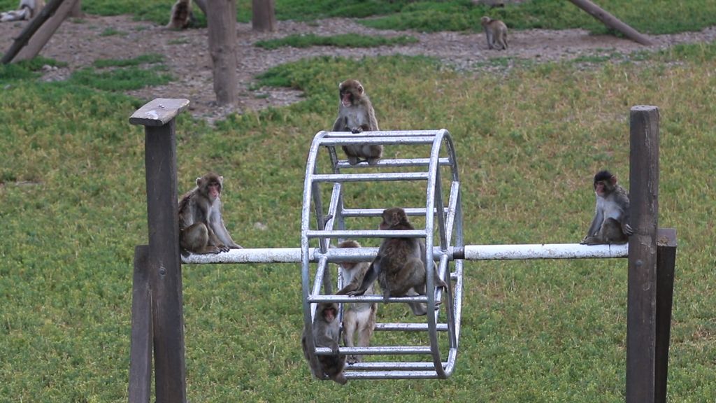  Japanese macaques in an outdoor enclosure at the Oregon National Primate Research Center.