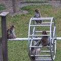 Japanese macaque