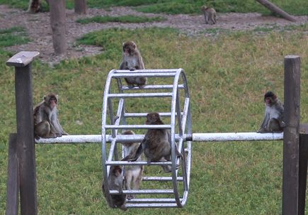 Japanese macaque