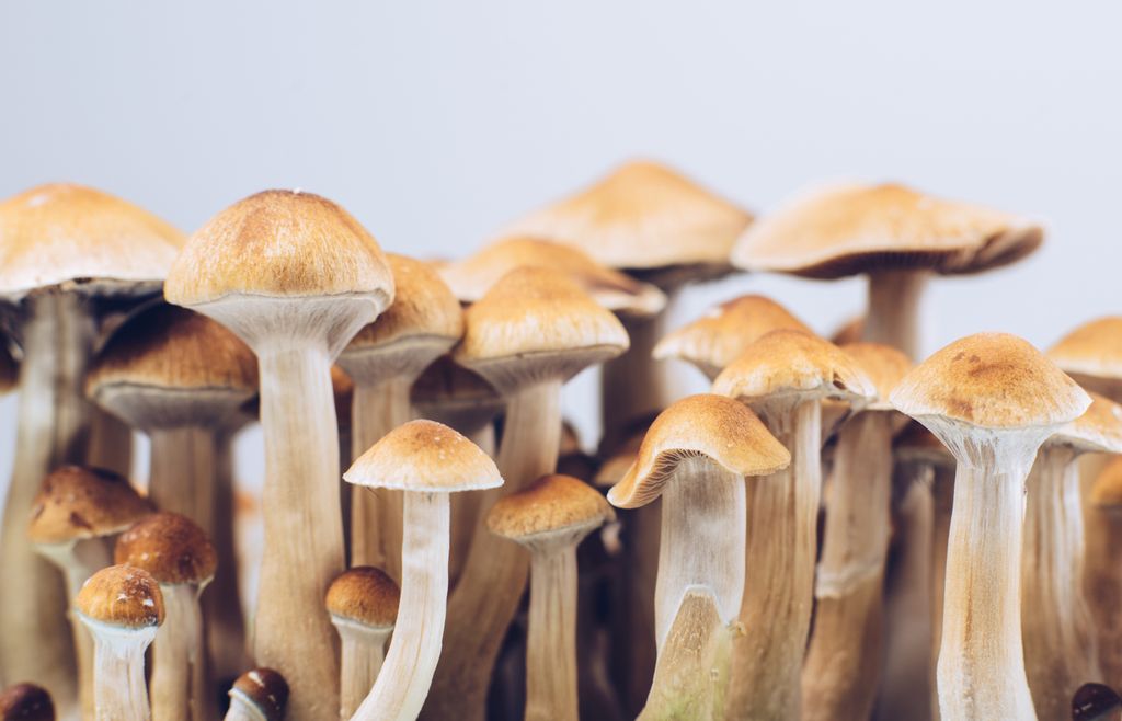 Brown psychedelic mushrooms stand before a white background. While Oregon prepares to implement a new law allowing supervised use of psilocybin in certain situations, the Oregon Poison Center at Oregon Health & Science University reminds the public it is not safe to treat mental health disorders with psychoactive substances without professional support and direction. (Getty Images)