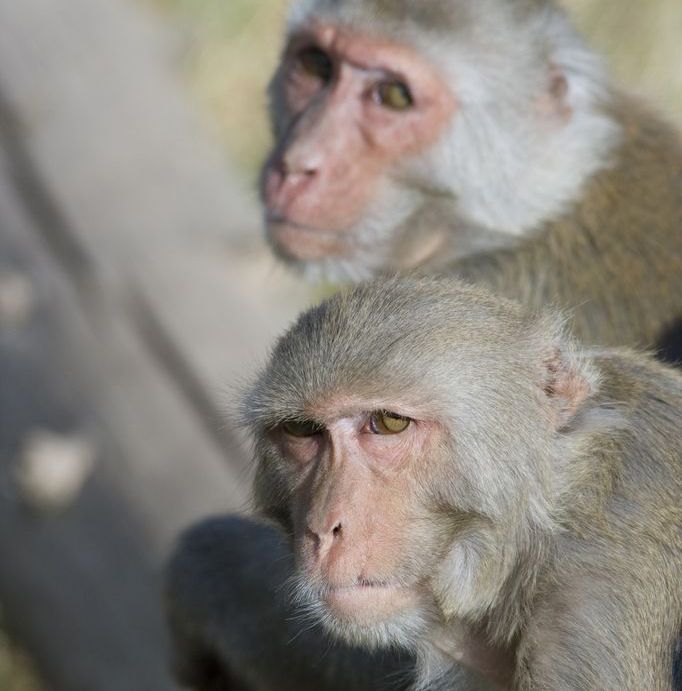 close-in shot of two rhesus macaques' heads