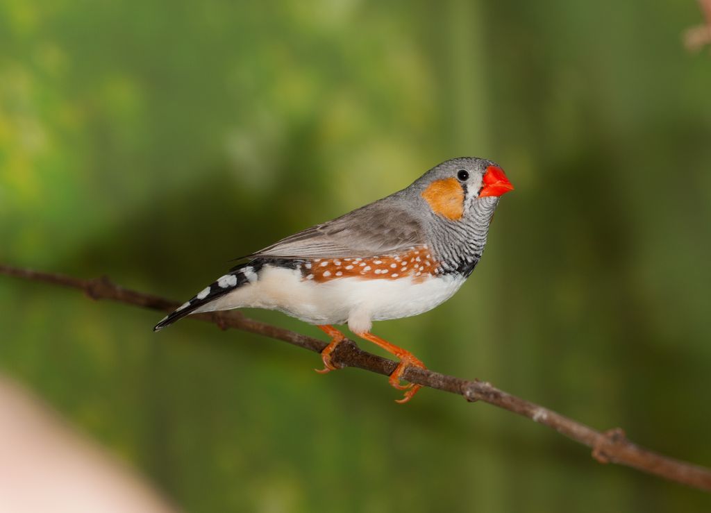 A male zebra finch is small, white on the bottom and striped across the top with a colorful orange beak. It is here sitting on a tree branch.